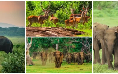 Udawalawe Safari